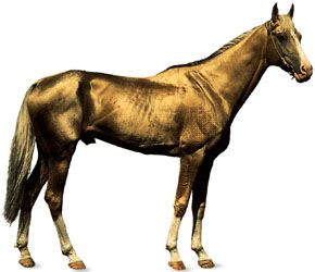 Akhal-Teke stallion