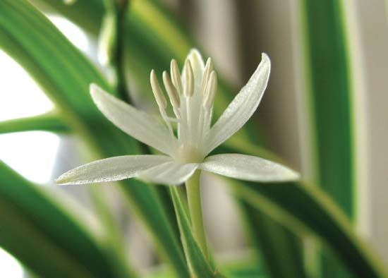 spider plant