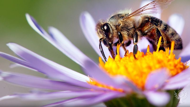 Enrique Salmón explains the threat of biodiversity loss