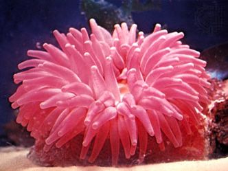 sea anemone