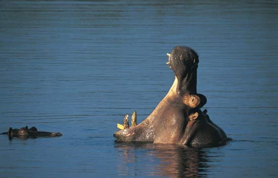 A hippopotamus at Kruger National Park