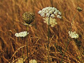 Queen Anne's lace