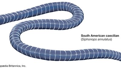 South American caecilian (Siphonops annulatus).