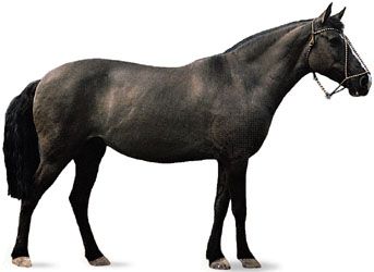 Argentine Criollo with grulla coat.