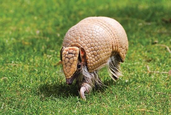 three-banded armadillo