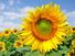 Sunflowers growing in a field