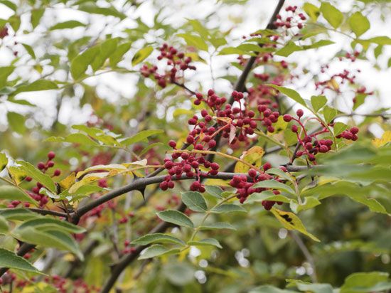 red Sichuan pepper