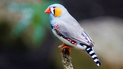 zebra finch (Taeniopygia guttata)