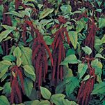 Love-lies-bleeding (Amaranthus caudatus)