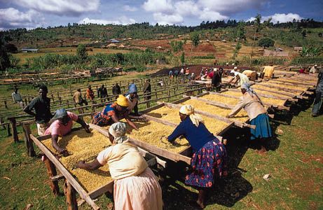 Cooperative workers drying coffee on racks, Nyeri, Kenya.