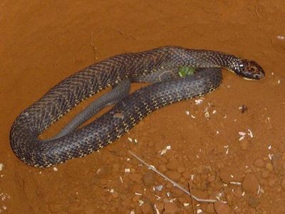 eastern tiger snake