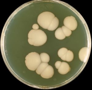 Candida albicans