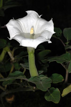 sacred datura