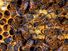 beekeeping. bumblebee. bee. Nest has queen, drones (males), and worker bees feed hatched larva and seal cells with wax. Honey bees, honeybees colony. Beehive, beeswax, honeycomb, brood. insect