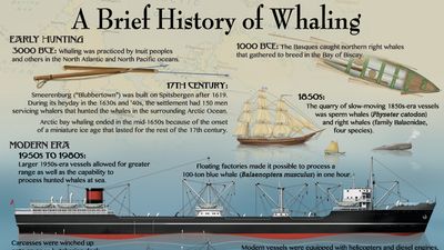 A brief history of whaling. infographic, whales