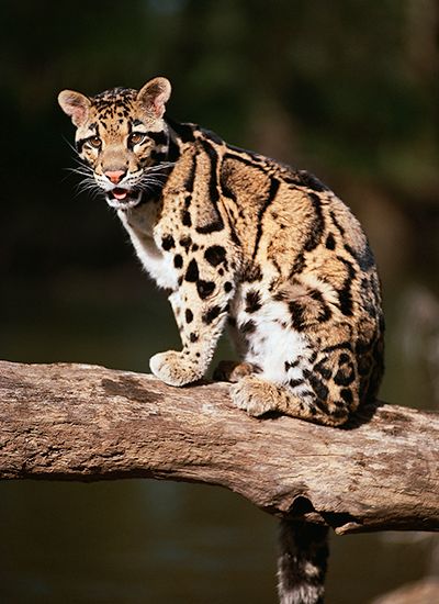 Clouded leopard (Neofelis nebulosa).