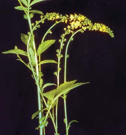 tall hairy agrimony