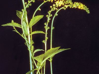 tall hairy agrimony