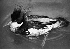 Red-breasted merganser (Mergus serrator)