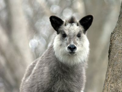 Japanese serow