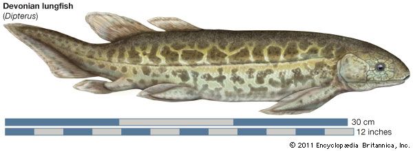 Devonian lungfish