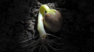 Study the epigeal germination of a dwarf French bean over two weeks