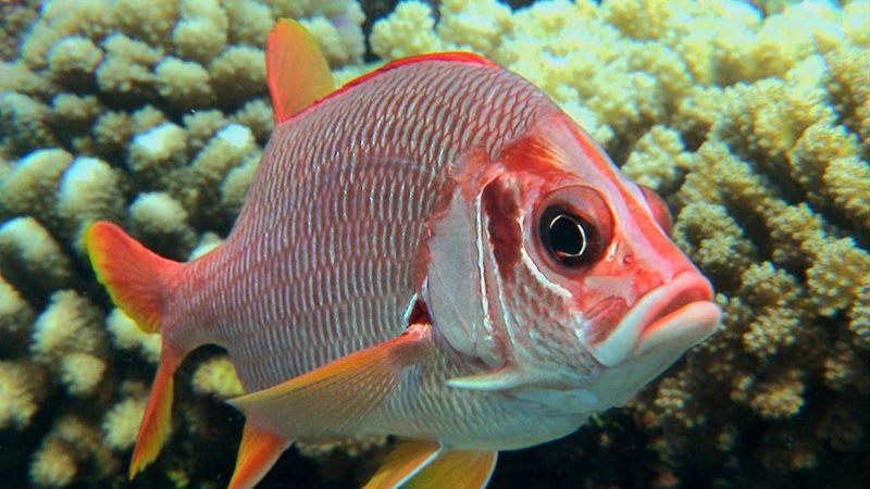 Behaviors of butterflyfish and squirrelfish