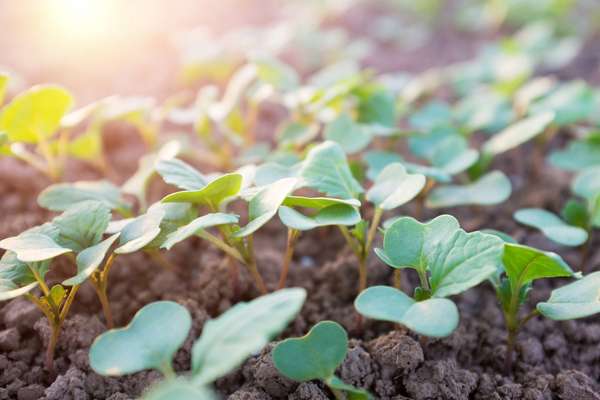 Plant seedlings emerging from rich fertile soil