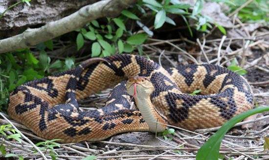 Bushmaster (Lachesis muta)