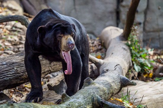 sun bear (Helarctos malayanus)