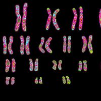 Chromosomes are inside the cells of every living thing. They are so small that they can only be seen through a powerful microscope.