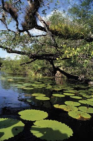 mangrove forest