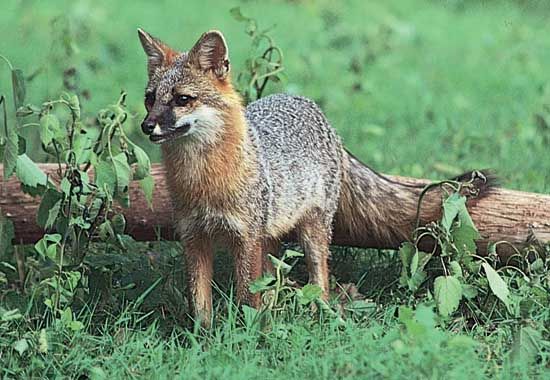 gray fox (Urocyon cinereoargenteus)