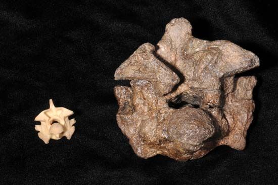 anaconda and Titanoboa vertebrae