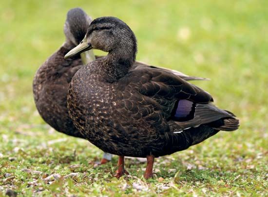 black duck