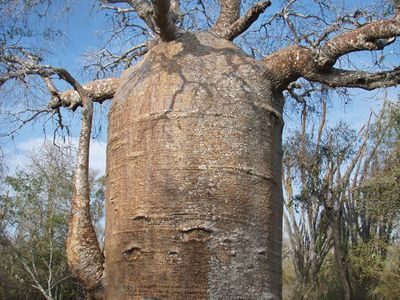 fony baobab