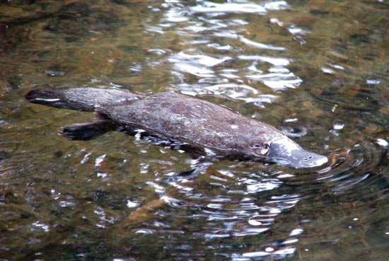 platypus