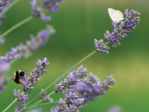 English lavender