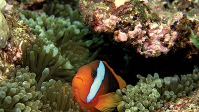 clown fish in the Great Barrier Reef