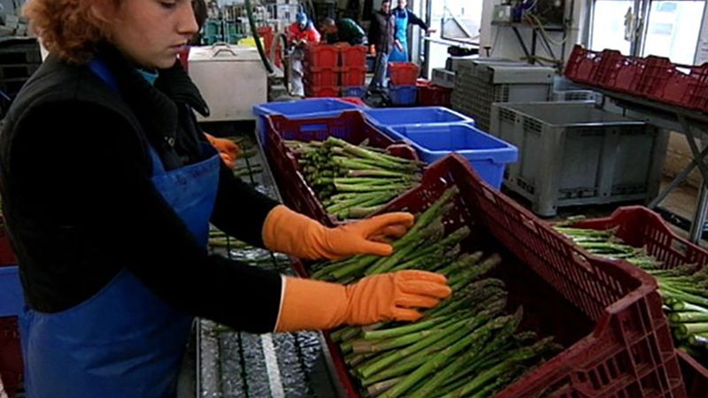 How is white asparagus grown and harvested?