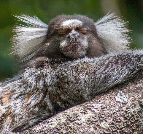 common marmoset