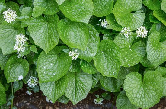 wasabi plant