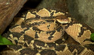 A coiled bushmaster