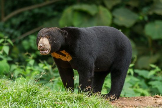 sun bear (Helarctos malayanus)