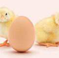 Two chicks near an egg with a white background (poultry, chick, chickens, birds).