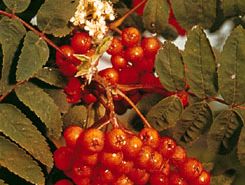 American mountain ash (Sorbus americana).