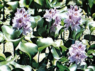 Common water hyacinth (Eichhornia crassipes)