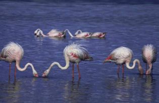 Flamingos on Lake Nakuru, west-central Kenya.