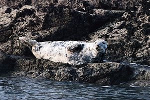 Gray seal (Halichoerus grypus).