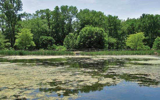 lacustrine ecosystem